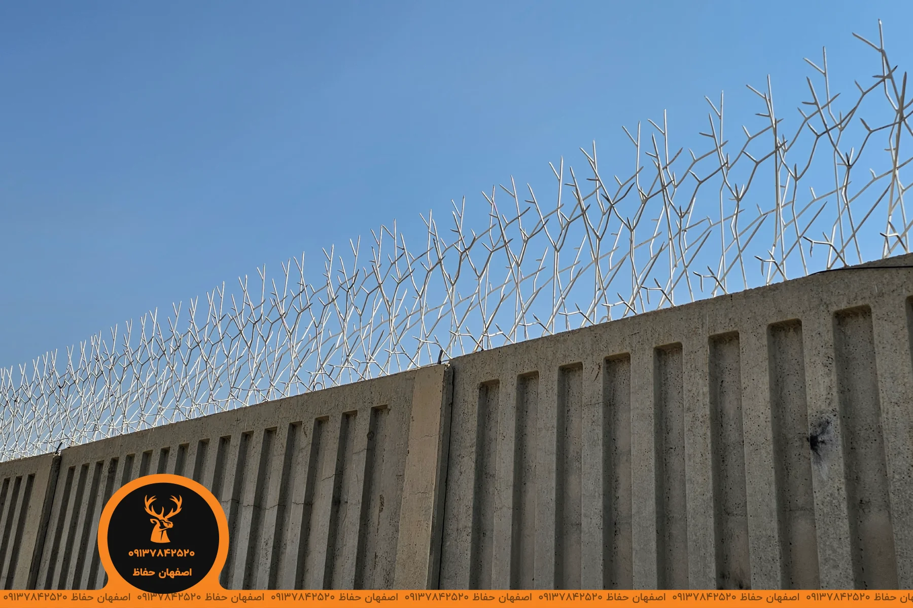 حفاظ شاخ گوزنی سفید رنگ بر روی دیوار سیمی در شاهین شهر