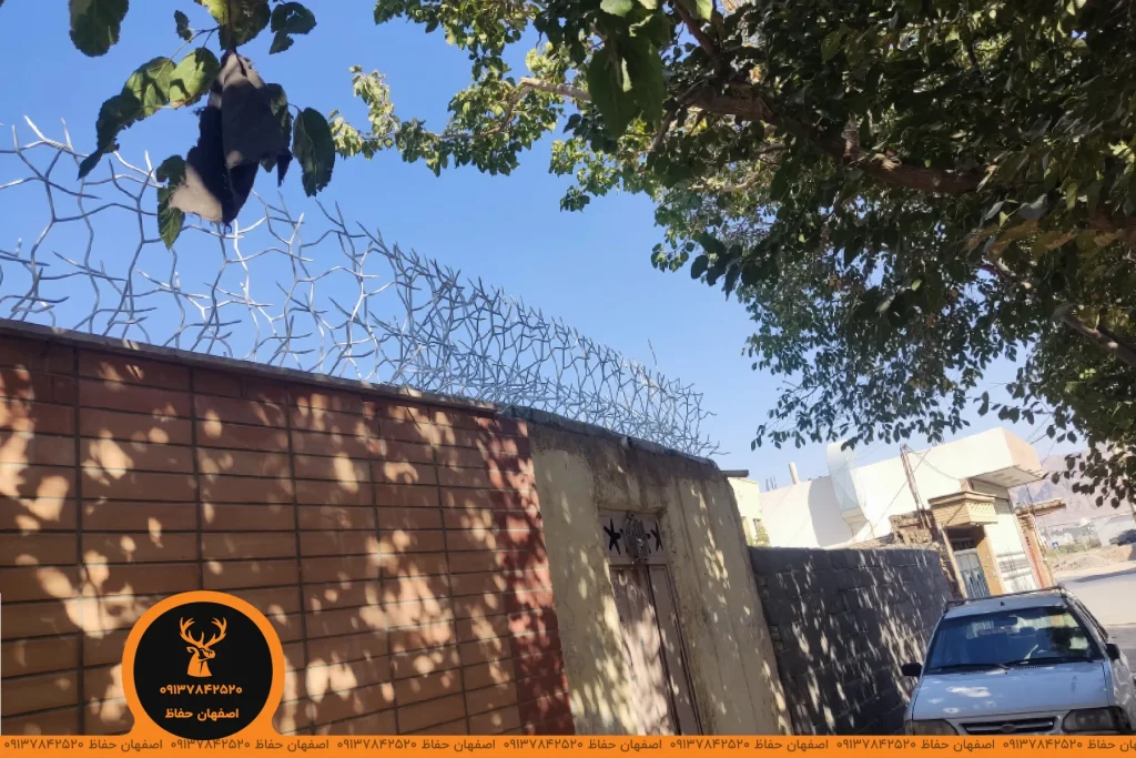 قیمت حفاظ شاخ گوزنی در شاهین شهر