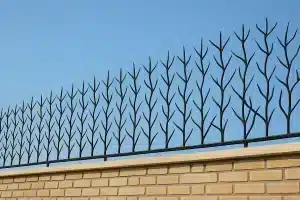 قیمت حفاظ شاخ گوزنی در یزد